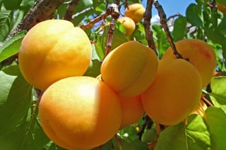 Ամառային մանկավարժական ճամբար․ Հունիսի 16 - 30