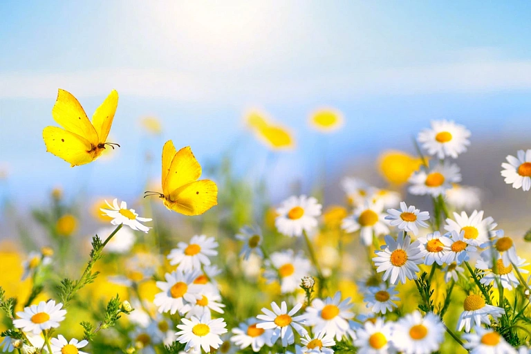 Ուսումնական ամառ 2025