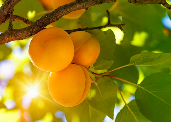 Հաշվետու հունիս