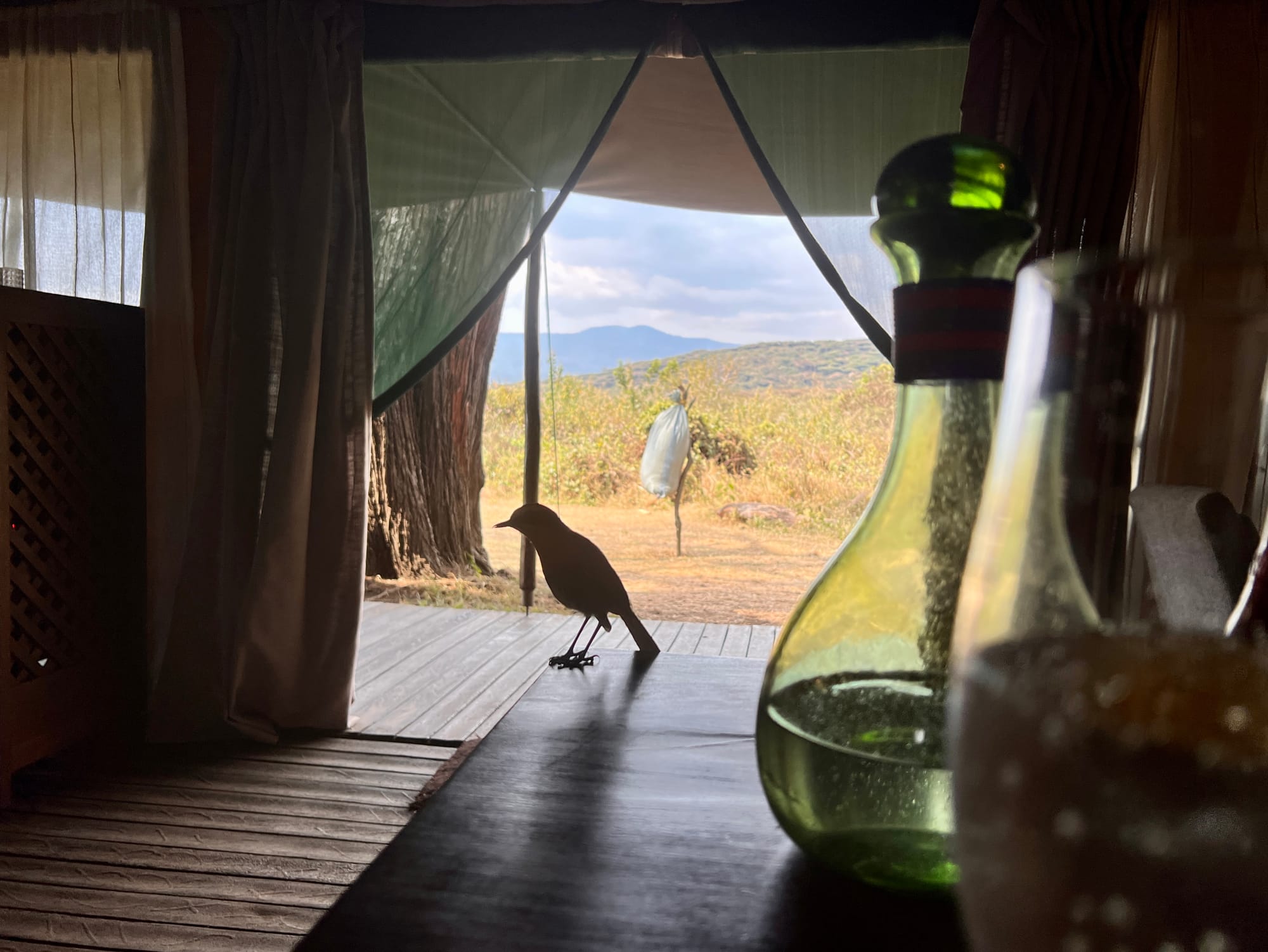 The Best Luxury Lodges in Tanzania for an Unforgettable Safari