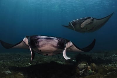 Why Komodo Is Famous for Diving