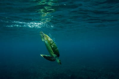 Labuan Bajo Diving – Explore Komodo National Park