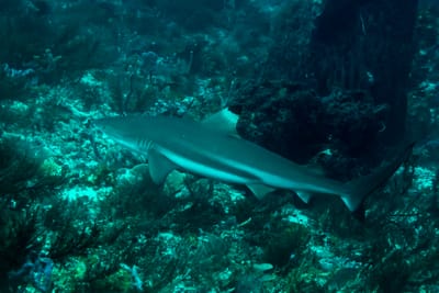 Komodo Liveaboard Diving