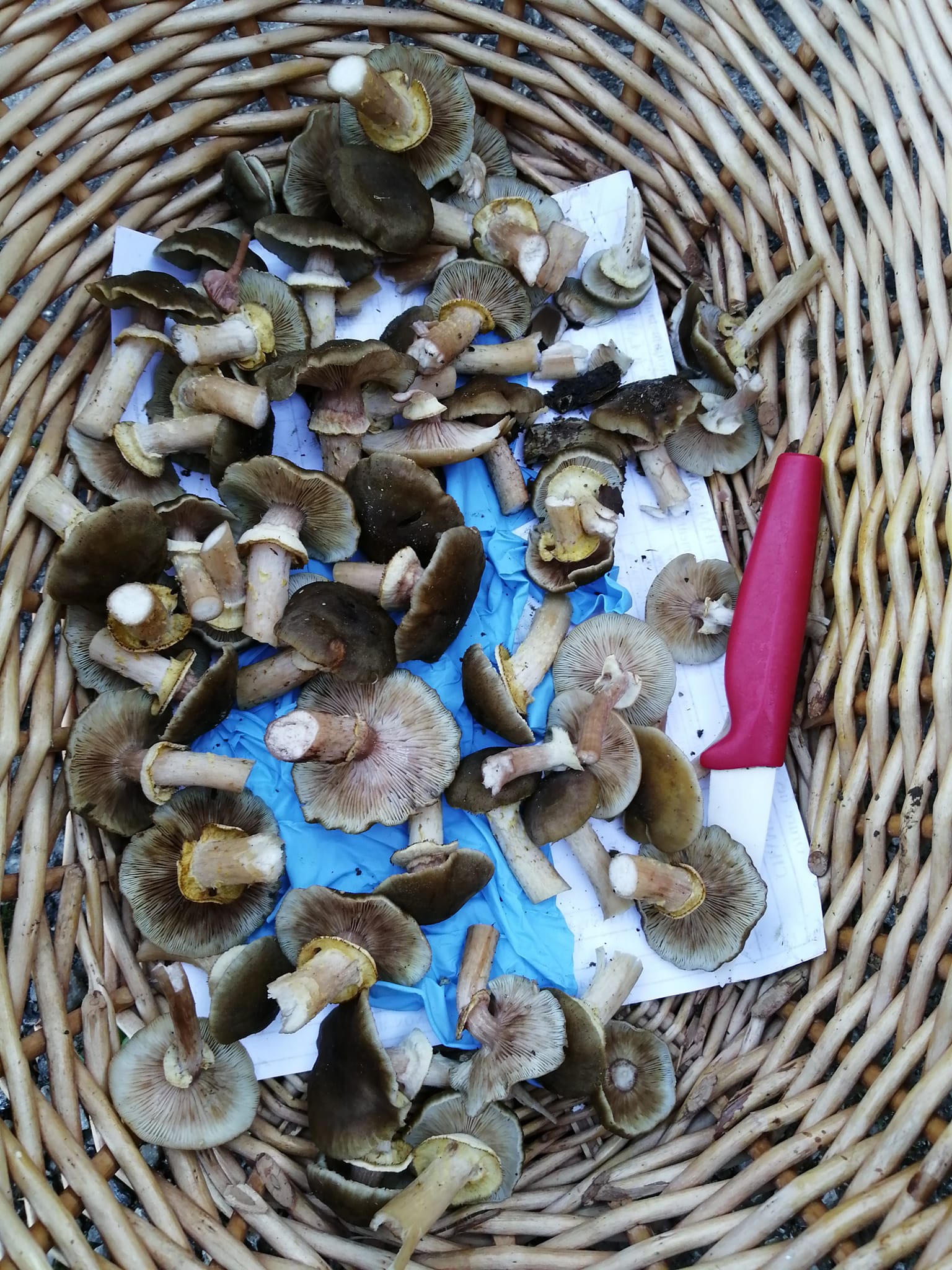 SORTIE CHAMPIGNONS