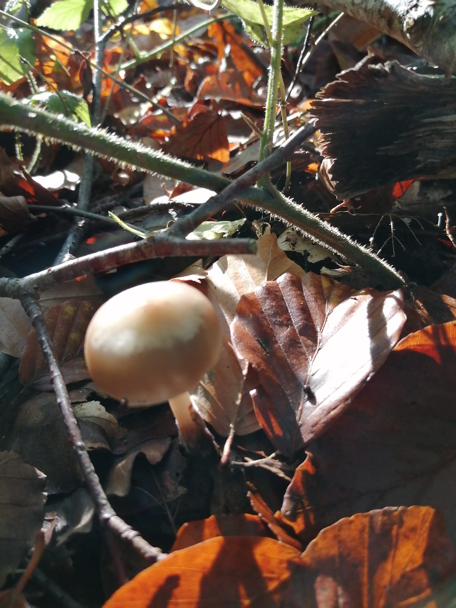 SORTIE CHAMPIGNONS