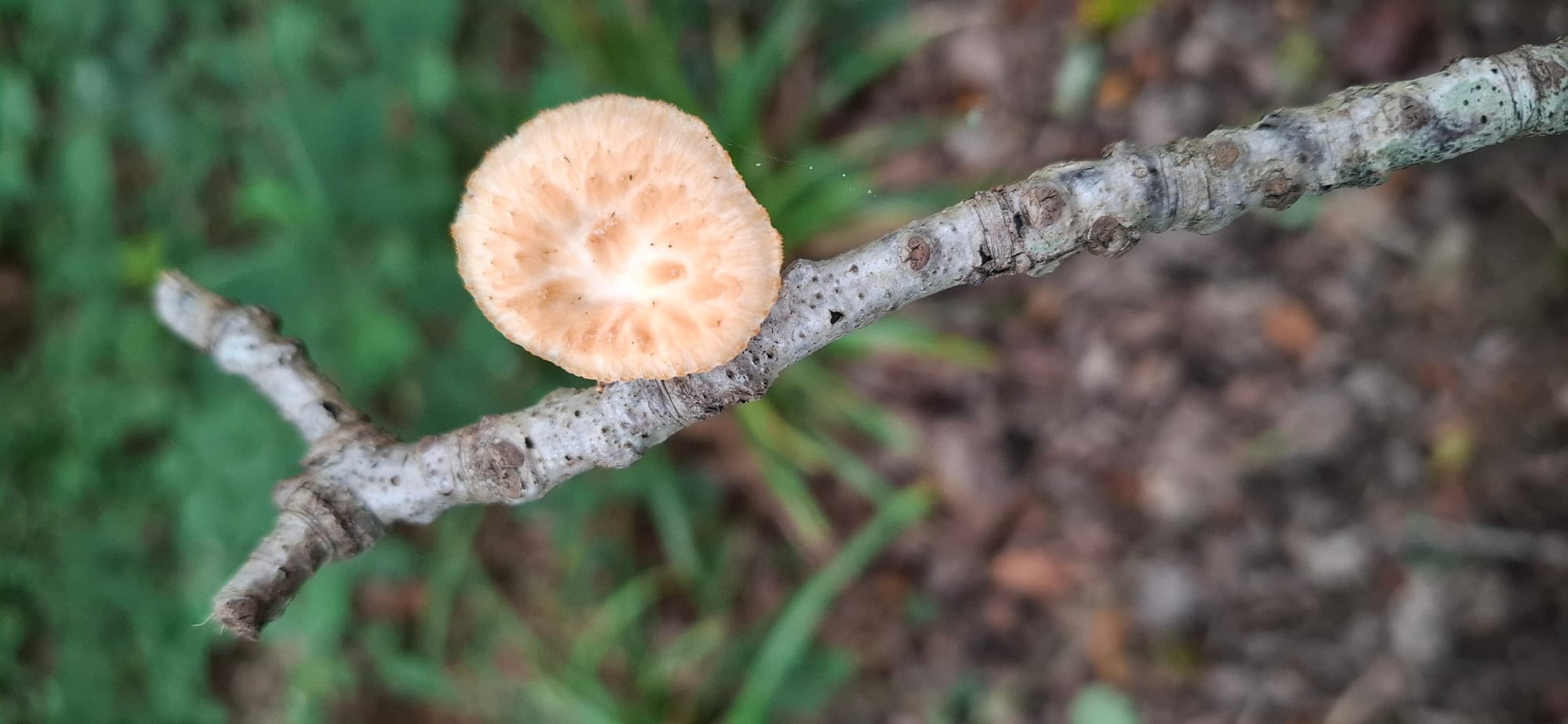 VISITE BRASSERIE GOUDAL ET CUEILLETTE CHAMPIGNONS