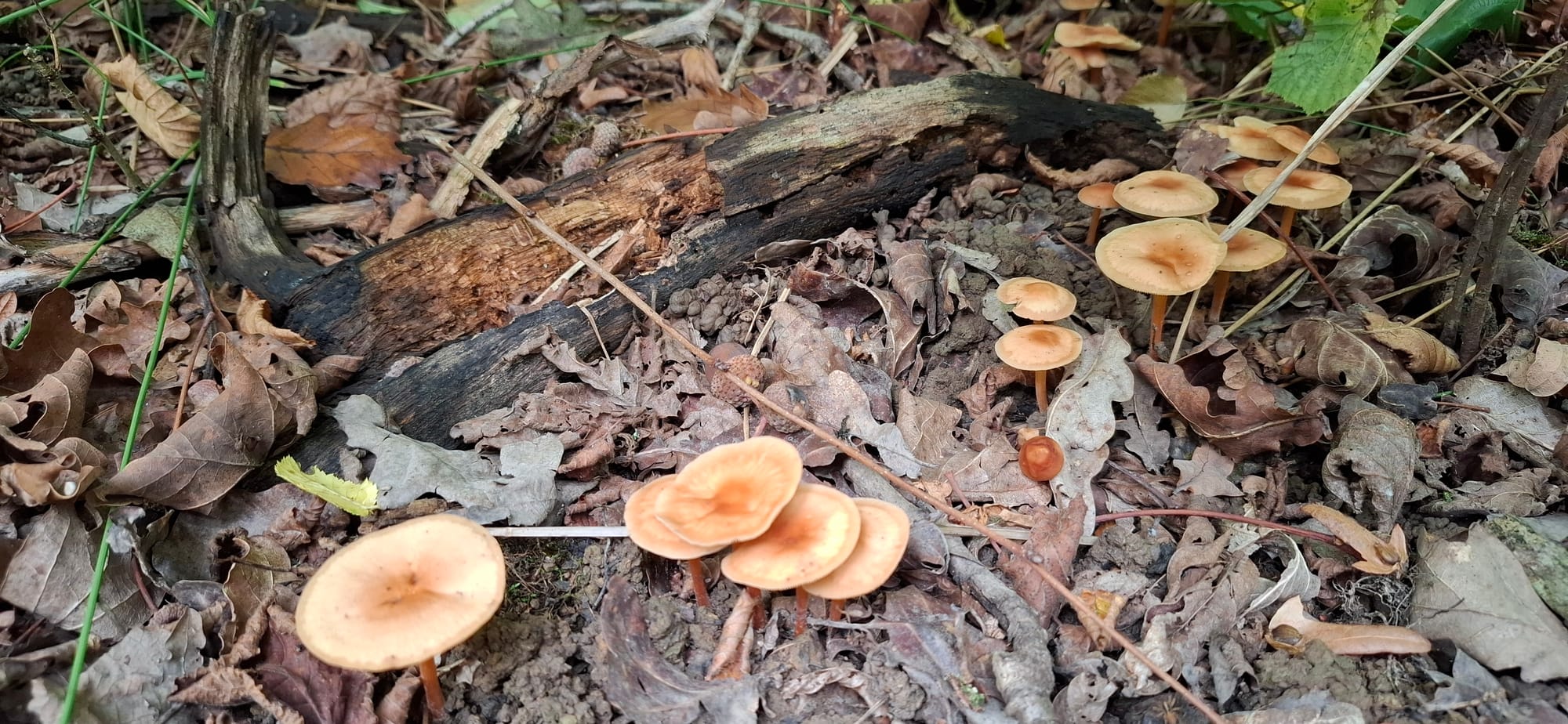 VISITE BRASSERIE GOUDAL ET CUEILLETTE CHAMPIGNONS