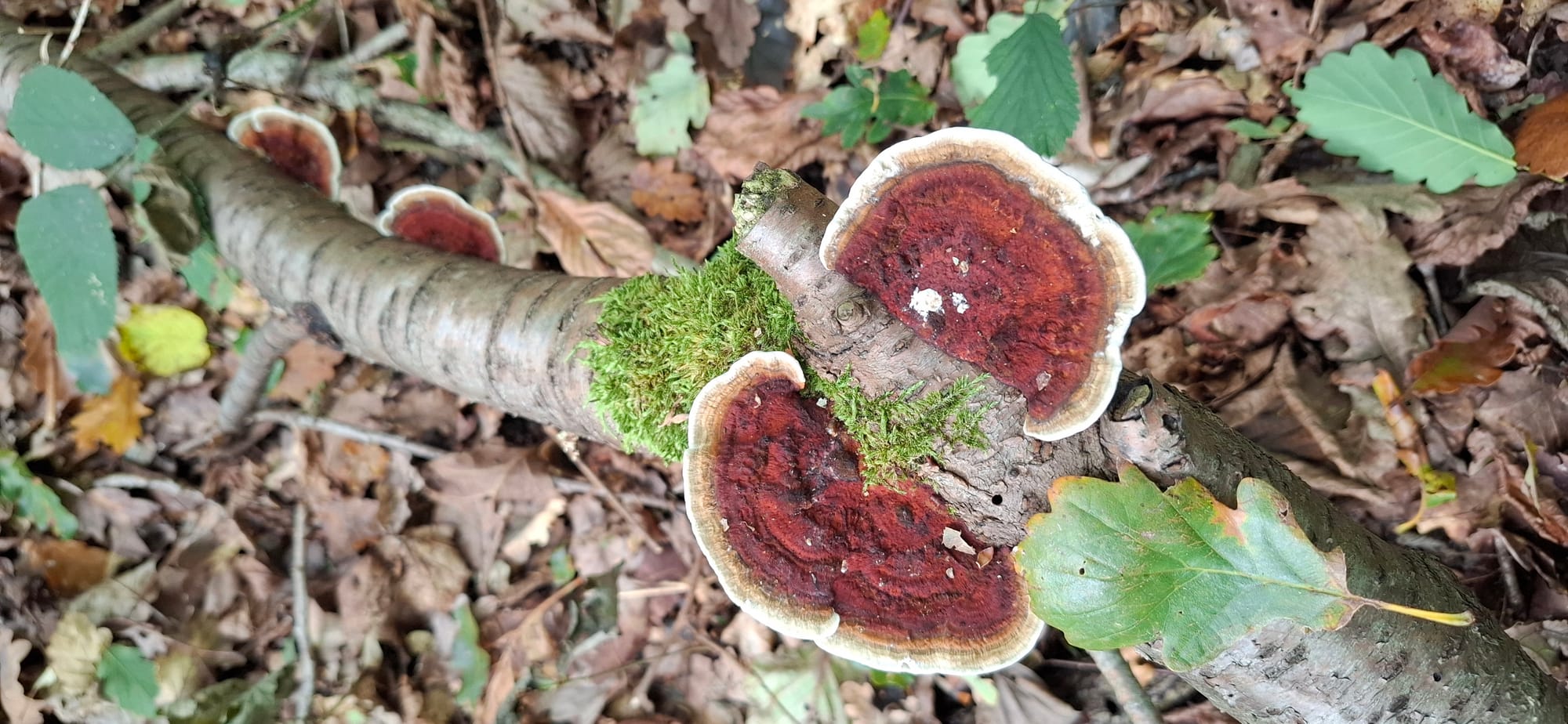 VISITE BRASSERIE GOUDAL ET CUEILLETTE CHAMPIGNONS