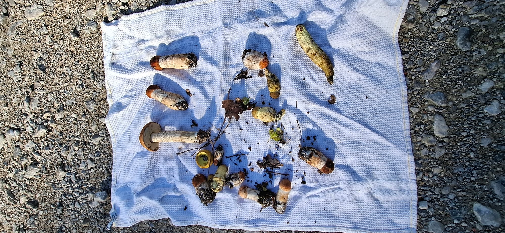 VISITE BRASSERIE GOUDAL ET CUEILLETTE CHAMPIGNONS