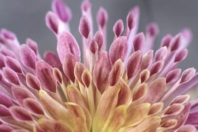 מה זה הומאופתיה image