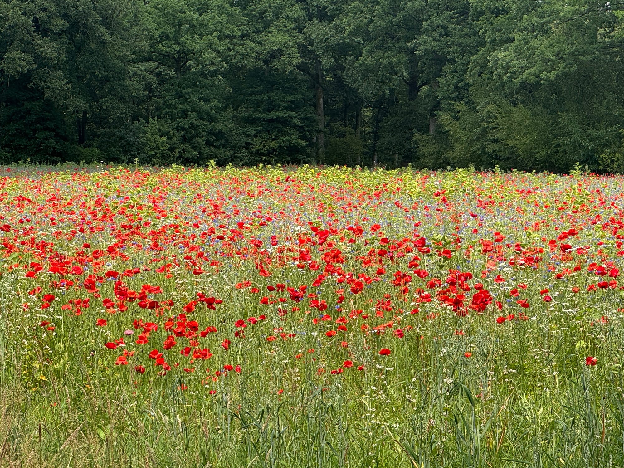 Taxandria ultra 200mijl 🫣