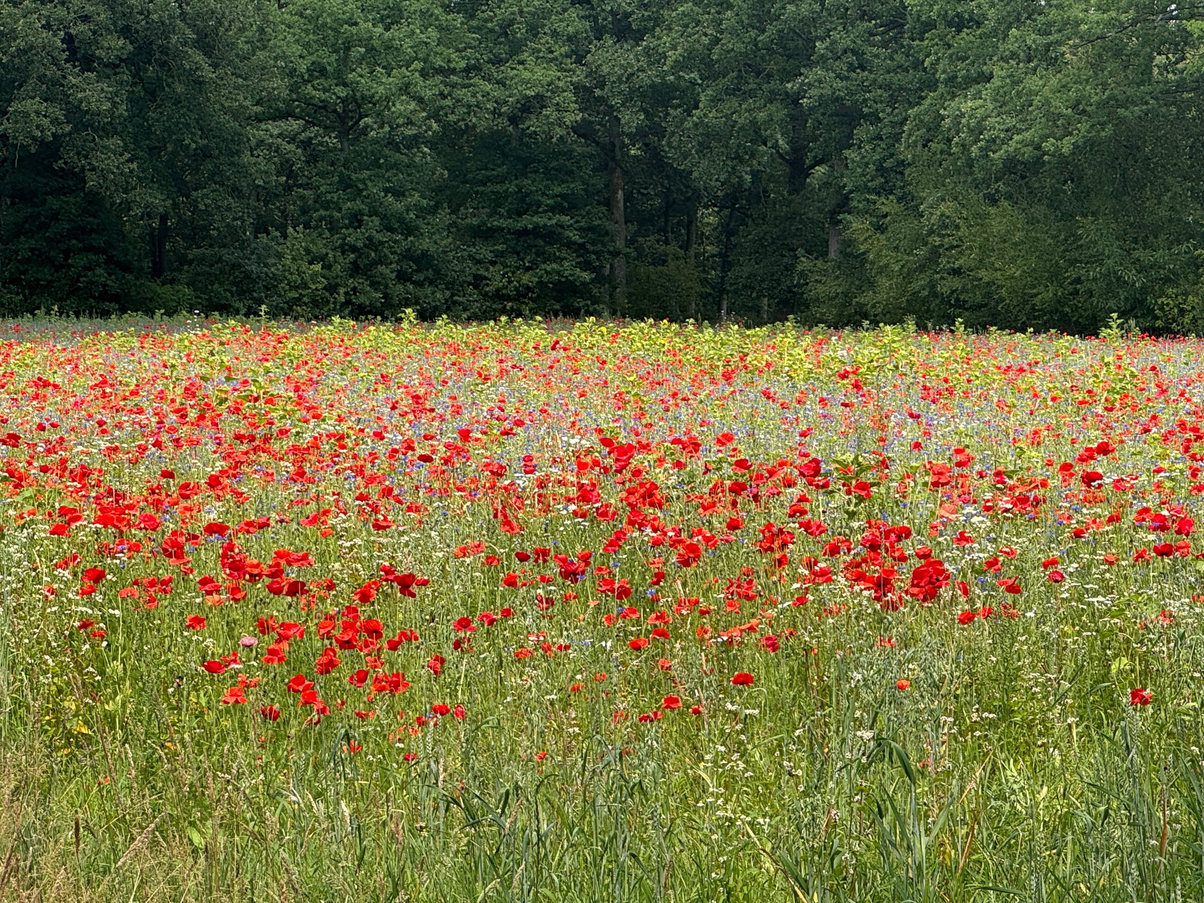 Taxandria ultra 200mijl 🫣