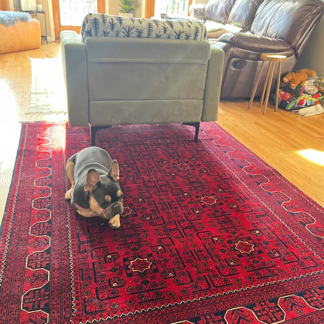 15/11/2024 	My dog Happy, It's a beautiful rug, and the quality is excellent. www.afghanRugsStore.com