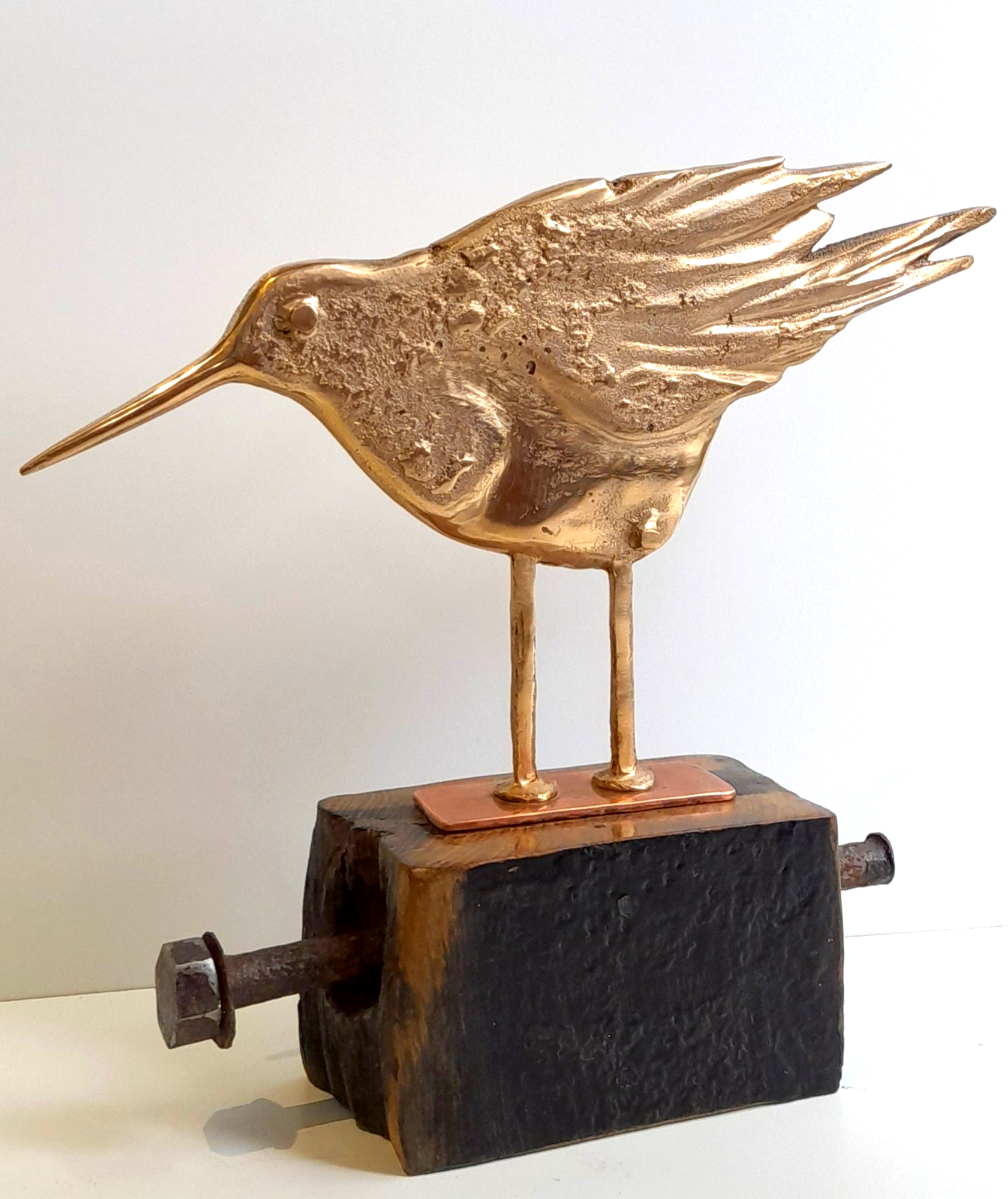 Bronze Oystercatcher