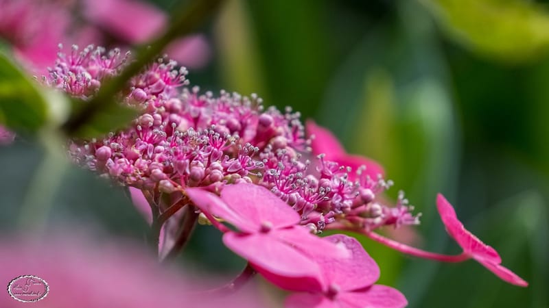Alain Perrière - Photographe voyageur