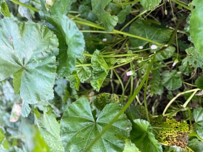Marshmallow Root: A Gentle Approach to Digestive Comfort