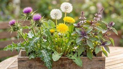 Plant Synergies: Why Some Herbs Work Better as a Team