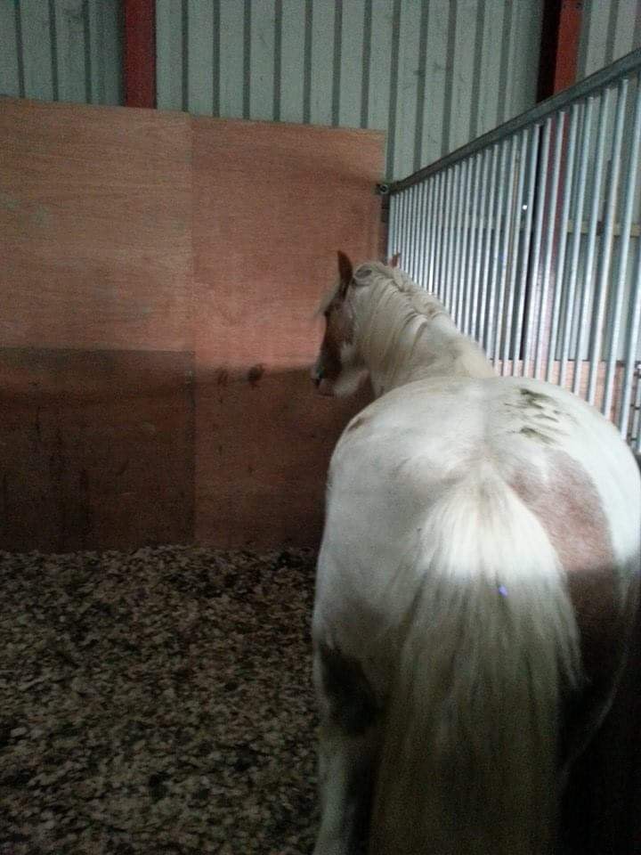 My horse loves his stable