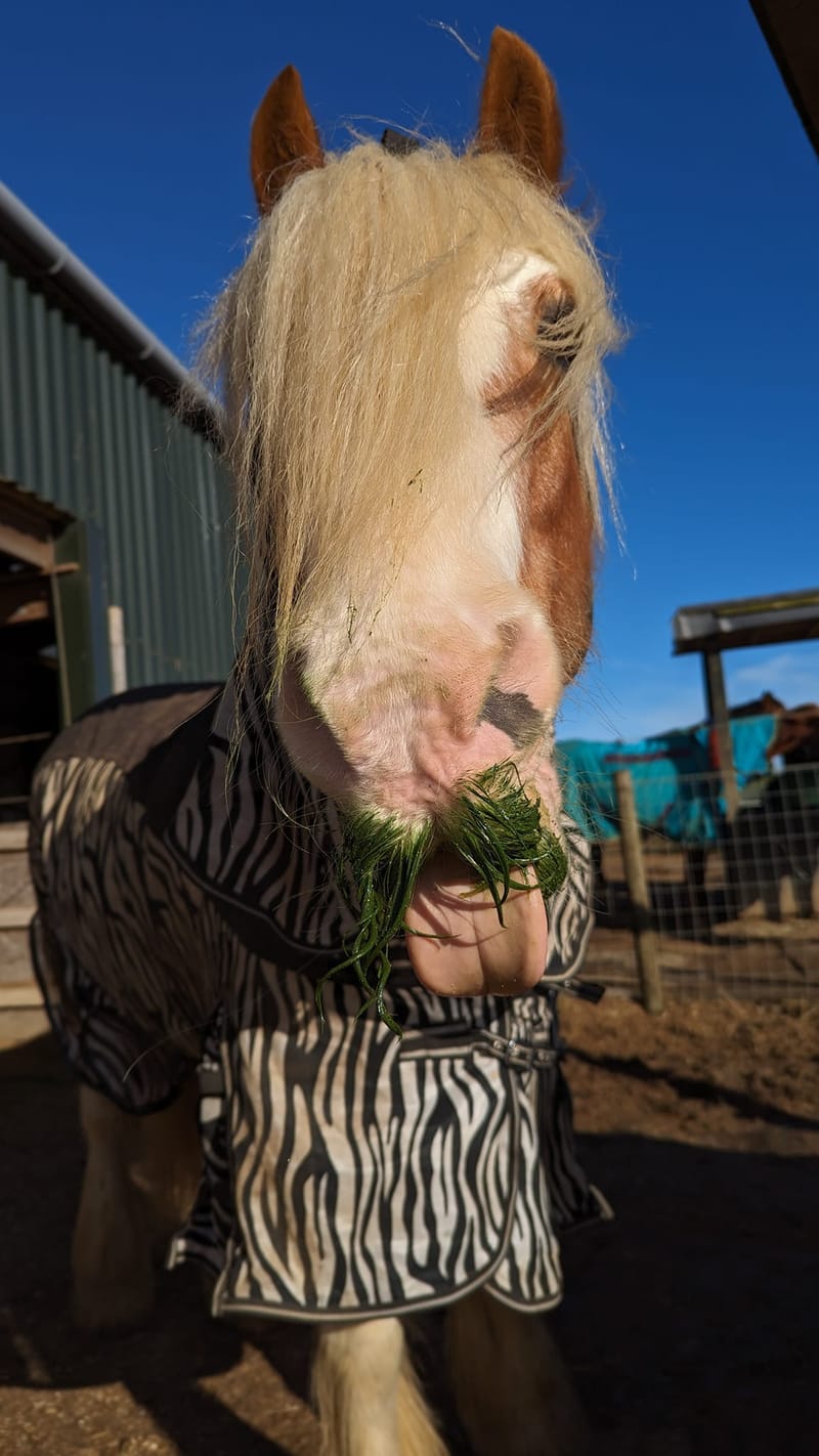 Spotlight on Spirulina!I