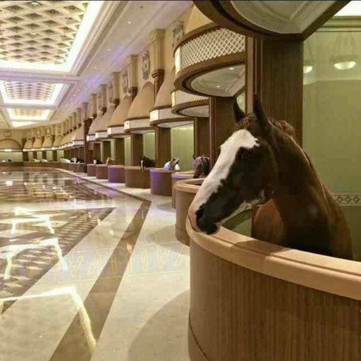The world's most luxurious horse stable in Dubai