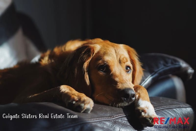 Social Media Marketing | Williams Lake, BC