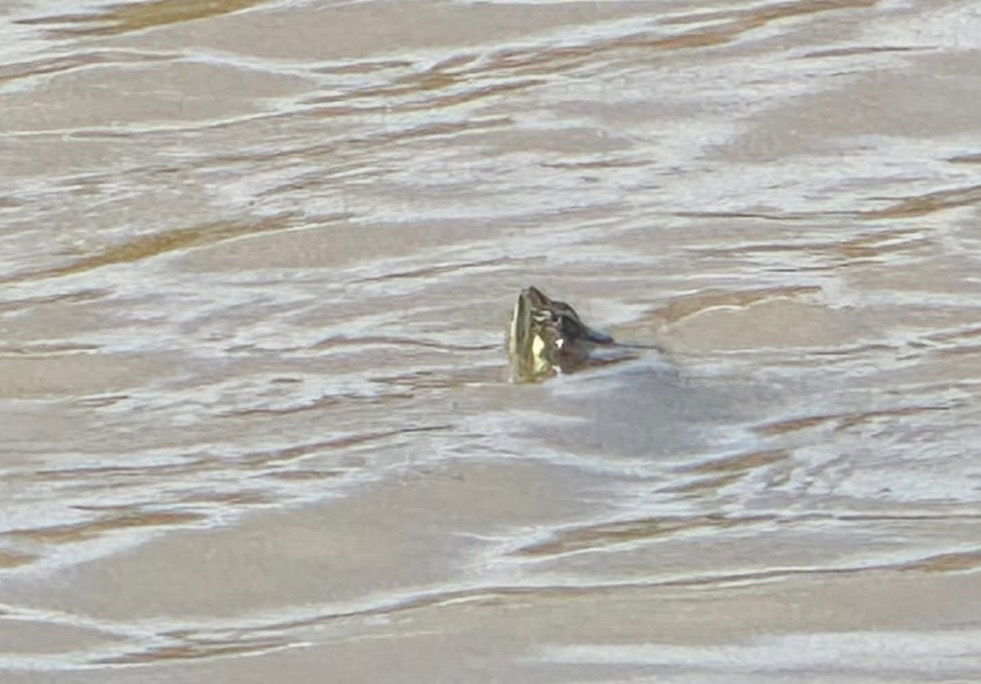 Turtle looking for my ball on #4