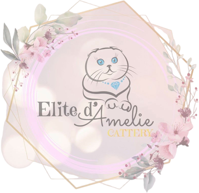 Elite d'Amelie Cattery - Scottish Fold Cats Cyprus