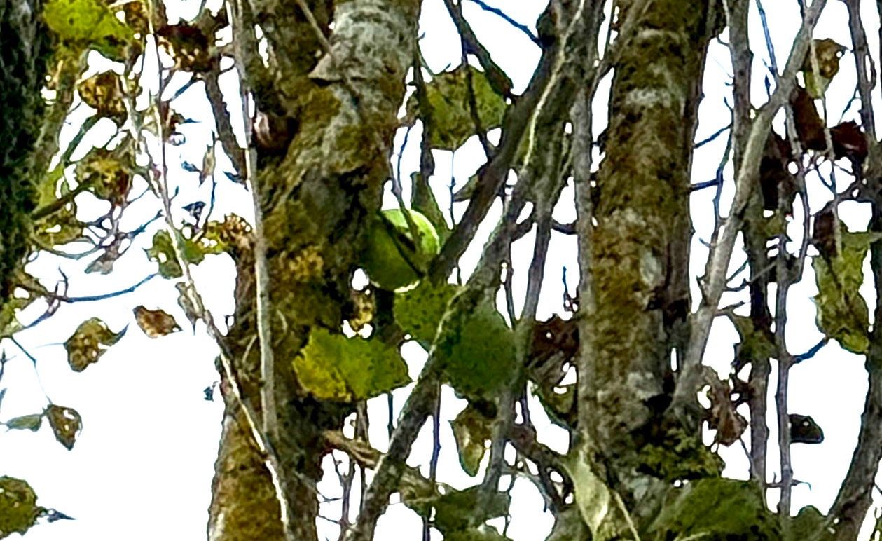 La balle dans l'arbre, à 3m du sol !