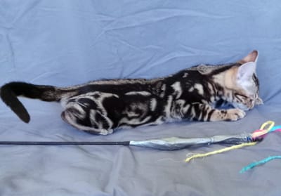 Bengal Kittens image