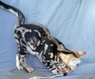 Bengal Kittens image