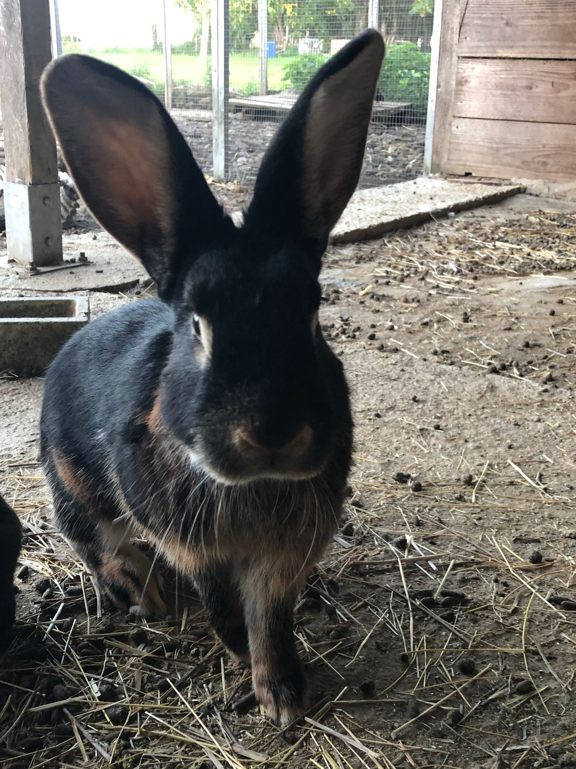 Tic le lapin chèvre