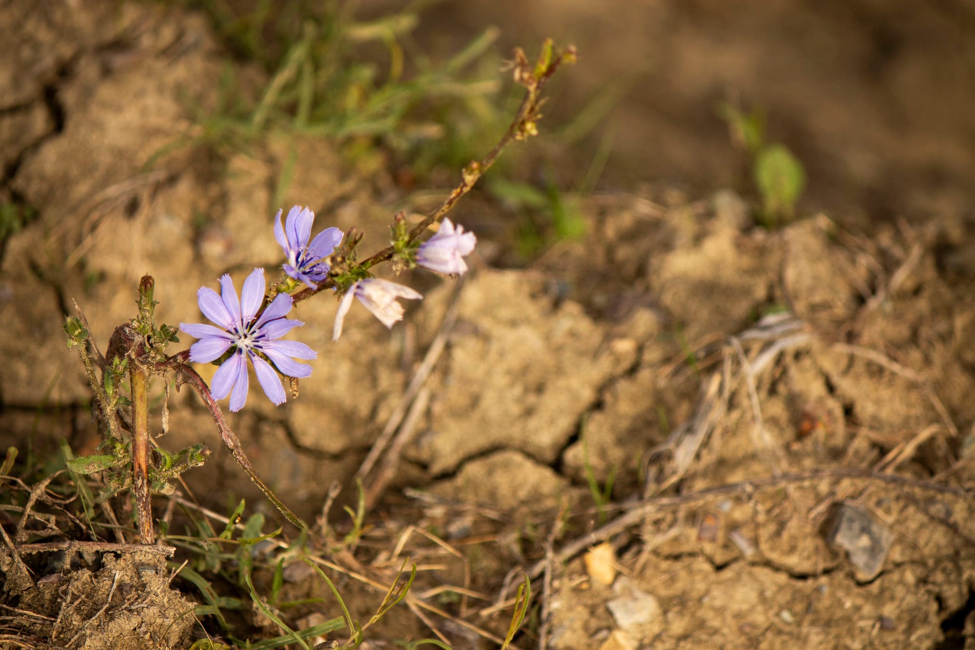 Patria, nazione, guerra. L’Italia dal Risorgimento alla Resistenza