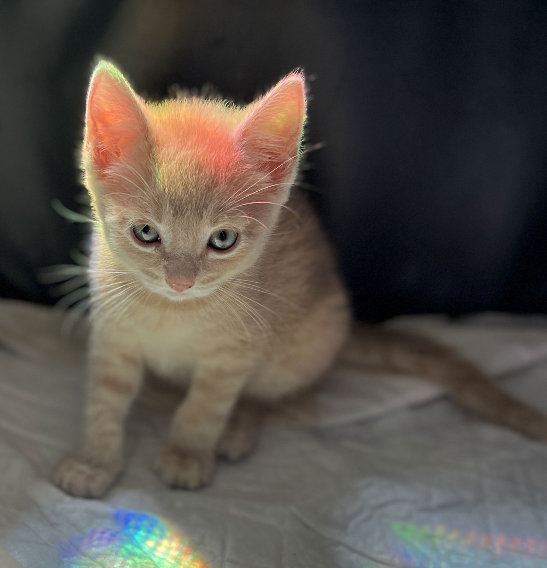 SUSHI - Adoption Pending