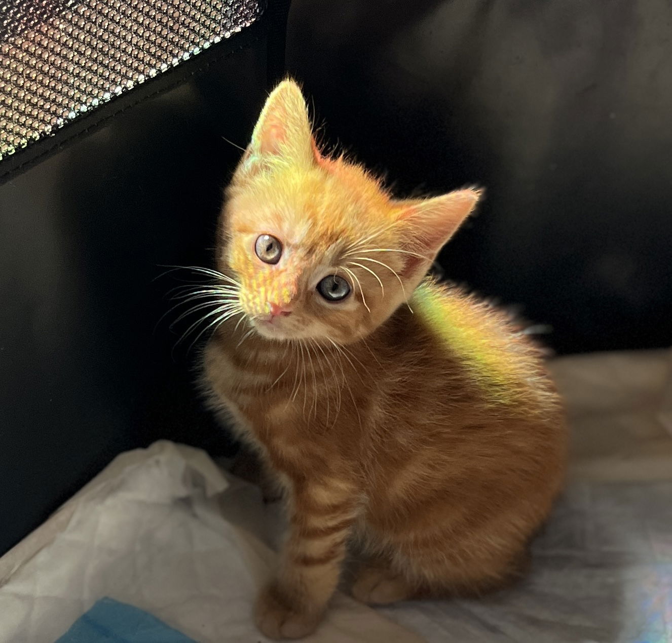 DUNCAN Adoption Pending