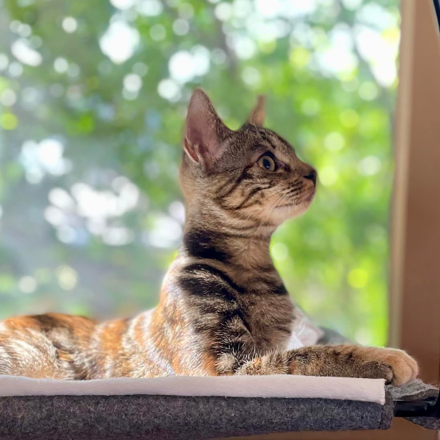 LADY DANBURY - Adoption on Hold