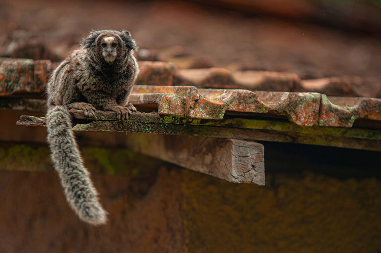 PNM Itaim, PNM Jaceguava, PNM Bororé e PNM Varginha