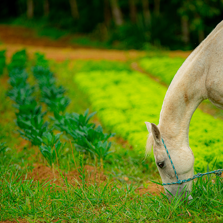 São diversos sítios que estão preparados para receber você