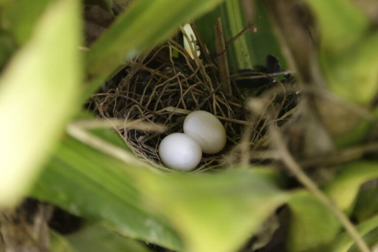 São diversos sítios que estão preparados para receber você