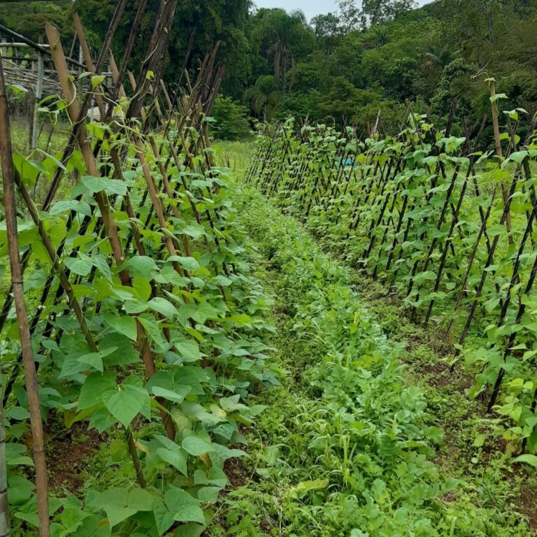 São diversos sítios que estão preparados para receber você