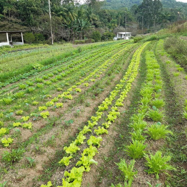 São diversos sítios que estão preparados para receber você
