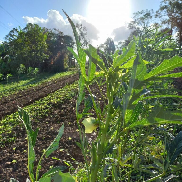 São diversos sítios que estão preparados para receber você