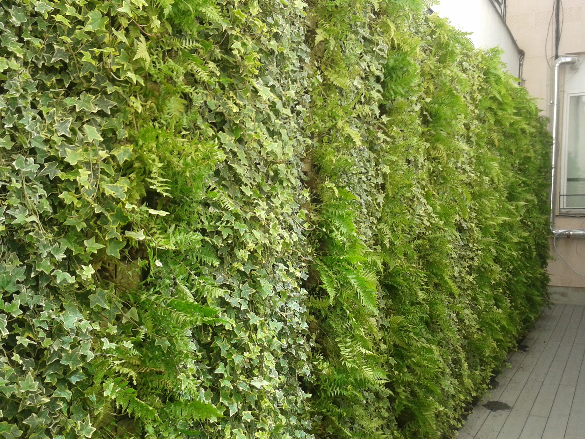 Detalle Jardín Vertical en patio interior Restaurante Madrid