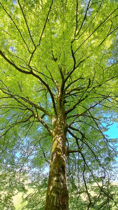 Stage d'introduction à la Méthode Rosen du 6 et 7 septembre à Neuchâtel