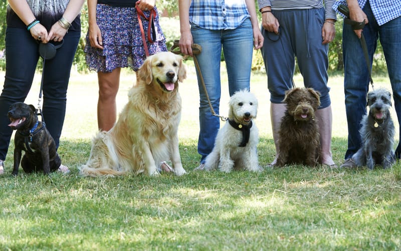 Hundetraining