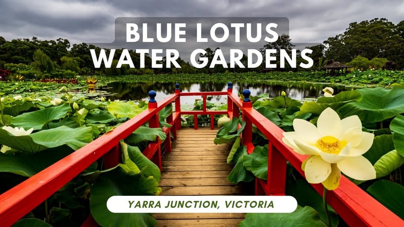 BLUE LOTUS WATERGARDENS