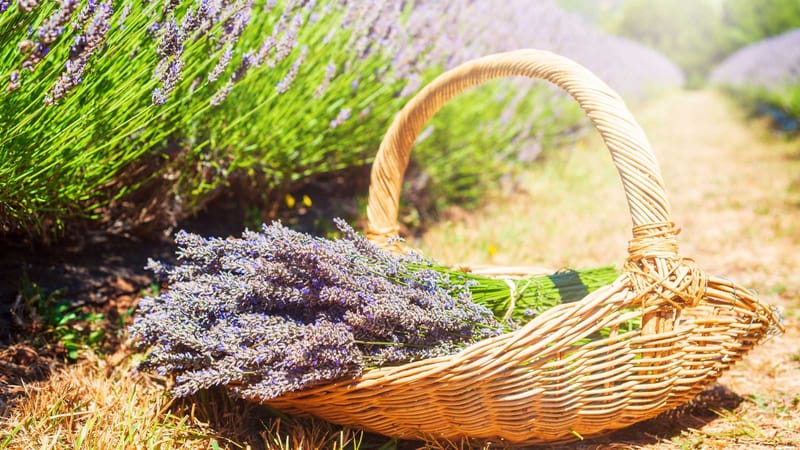 Warratina Lavender Farm & Blue Hills Cherry Farm Gate