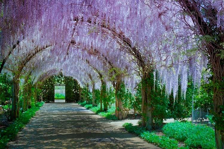 ALOWYN GARDENS & YV CHOCOLATERIE