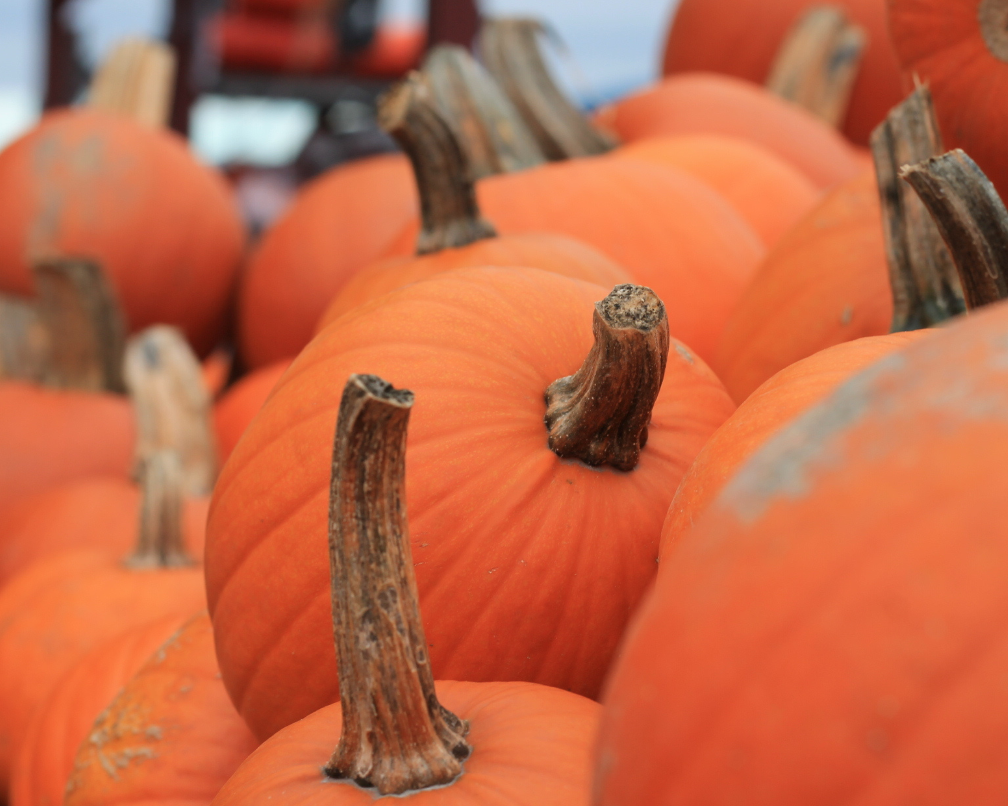 Les citrouilles du Québec par Alexia Desmarais