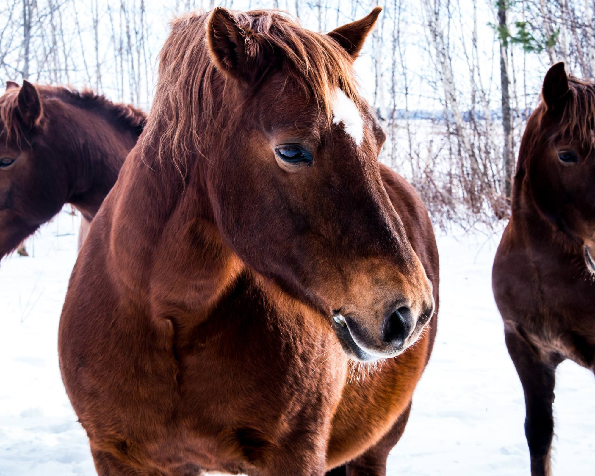 Le cheval bientôt disparu par Brittany Miller