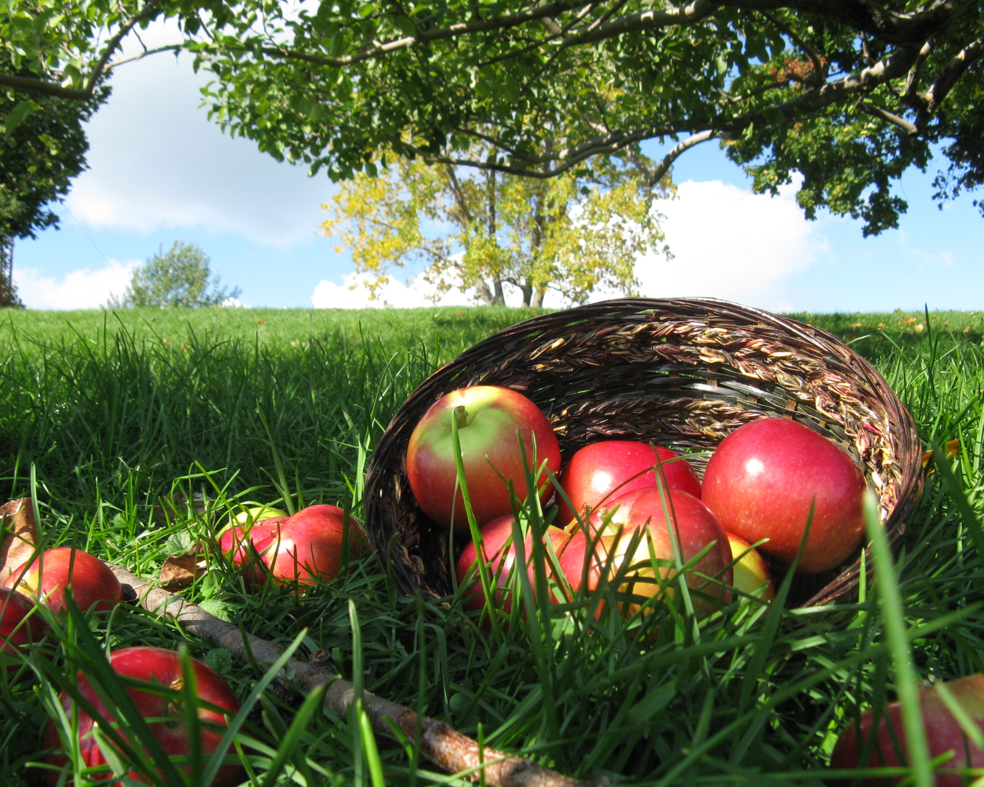 Les pommes McIntosh par Marie-Soleil Robert